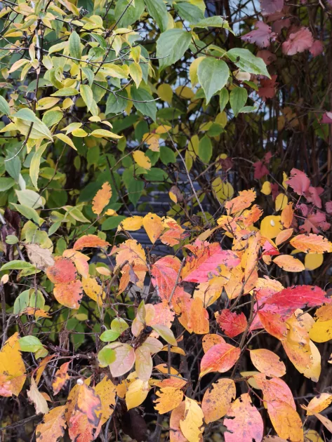 Обзор Xiaomi 15T Pro: интереснее дорогих флагманов с ненужными функциями — Камеры. 7