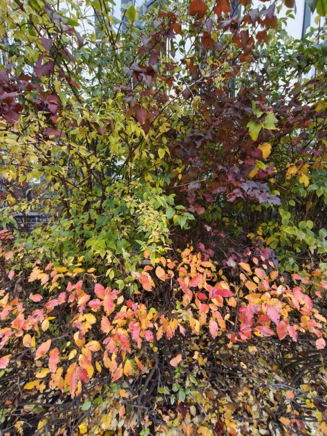 Обзор Xiaomi 15T Pro: интереснее дорогих флагманов с ненужными функциями — Камеры. 18