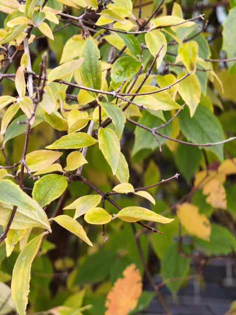 Обзор Xiaomi 15T Pro: интереснее дорогих флагманов с ненужными функциями — Камеры. 29