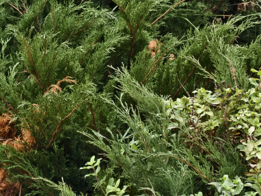 Обзор iQOO 15: доказывает, что хороший флагманский смартфон не должен быть излишне дорогим — Камеры. 36