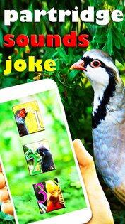 Звук Куропатка Для Охоты 1.0. Скриншот 1