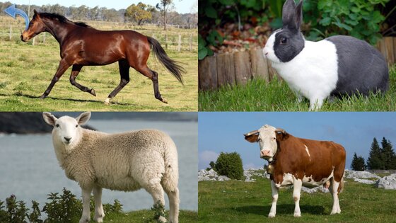 Животные для Малышей 9.6.2. Скриншот 22