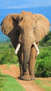 Sound Touch Lite — Animals app 3.52. Скриншот 2