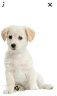 Puppy Talk 1.0.1. Скриншот 1