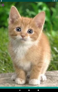 Звуки животных 3.9.1. Скриншот 9