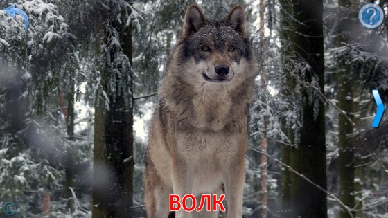 Животные для Малышей 9.6.4. Скриншот 10
