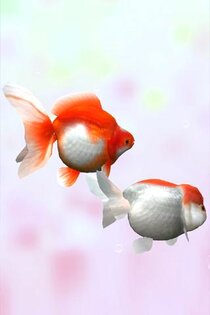 Gold Fish 3D.Free 1.1.2. Скриншот 4