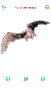 Звуки Фауны. Скриншот 2