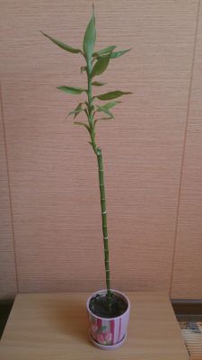 Капризная японочка или обзор Sony Xperia ZL