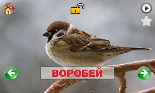 Развивающие карточки для детей 1.0.1. Скриншот 5