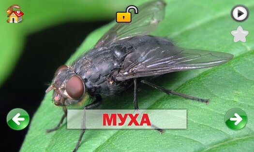 Развивающие карточки для детей 1.0.1. Скриншот 7