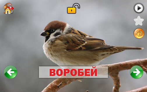 Развивающие карточки для детей 1.0.1. Скриншот 12