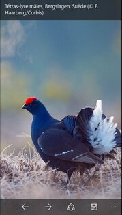 Dynamic Theme. Скриншот 3