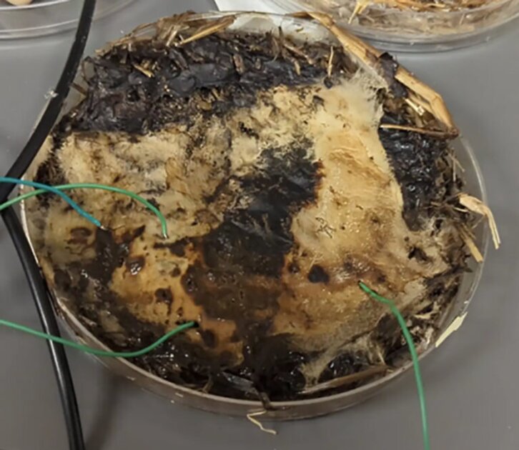 Учёные превратили мицелий грибов в оперативную память