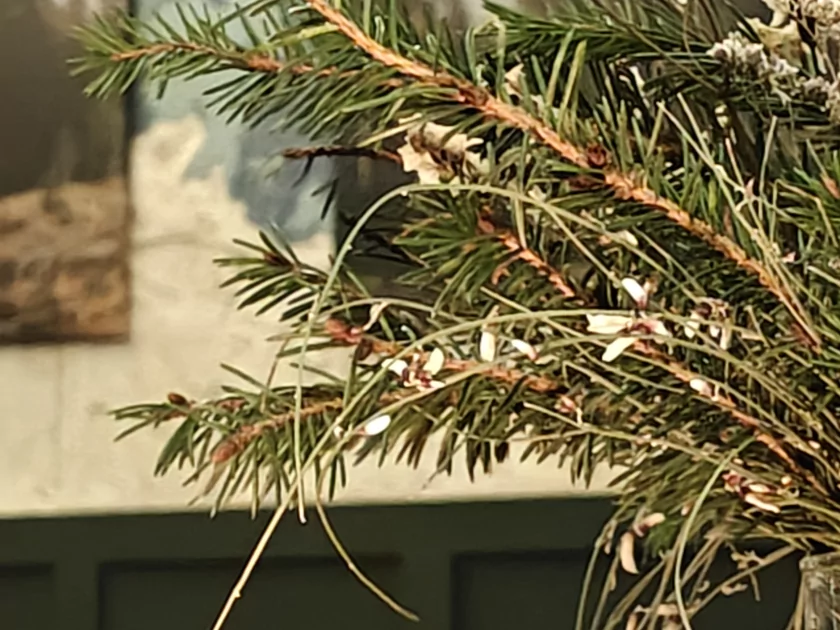 Сохраняет впечатления, выглядит стильно и не боится воды: обзор OPPO Reno15 5G — Качество снимков. 92