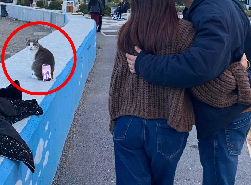 На кота облокотили смартфон, чтобы сделать селфи: в интернете вирусится забавное фото