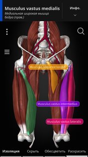 Anatomyka Atlas 3.3.0. Скриншот 2