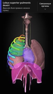 Anatomyka Atlas 3.3.0. Скриншот 8