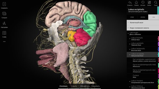 Anatomyka Atlas 3.3.0. Скриншот 9