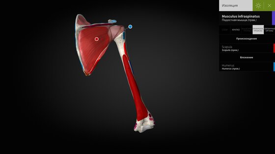 Anatomyka Atlas 3.3.0. Скриншот 13