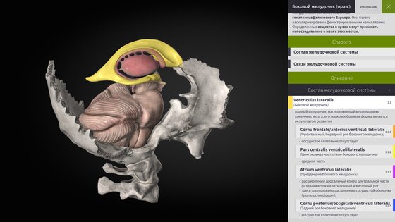 Anatomyka Atlas 3.3.0. Скриншот 16