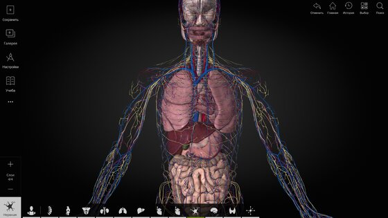 Anatomyka Atlas 3.3.0. Скриншот 19