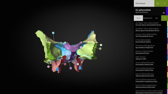 Anatomyka Atlas 3.3.0. Скриншот 21