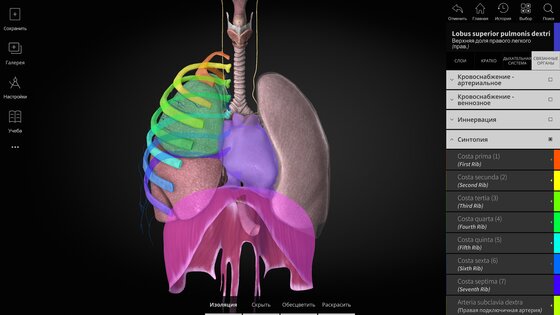 Anatomyka Atlas 3.3.0. Скриншот 23