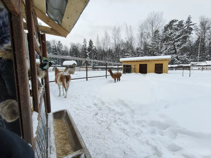 Рекорд автономности с батареей на 10 001 мАч: обзор недорогого realme P4 Power 5G — Качество снимков. 48