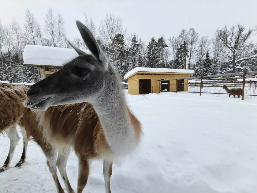 Рекорд автономности с батареей на 10 001 мАч: обзор недорогого realme P4 Power 5G — Качество снимков. 50