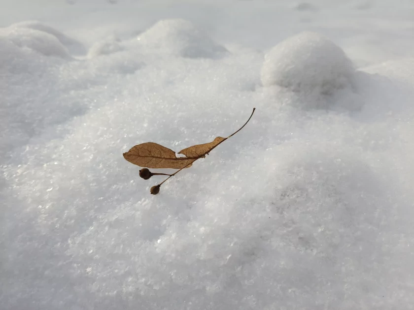 Рекорд автономности с батареей на 10 001 мАч: обзор недорогого realme P4 Power 5G — Качество снимков. 4