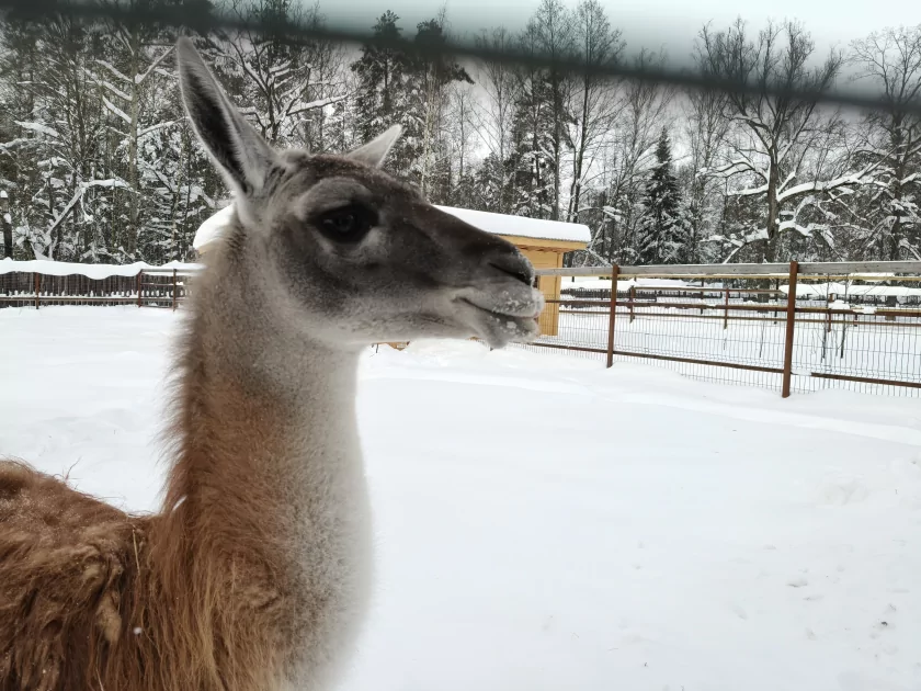 Рекорд автономности с батареей на 10 001 мАч: обзор недорогого realme P4 Power 5G — Качество снимков. 8