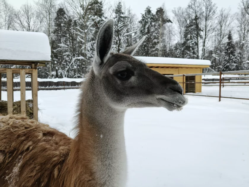 Рекорд автономности с батареей на 10 001 мАч: обзор недорогого realme P4 Power 5G — Качество снимков. 9