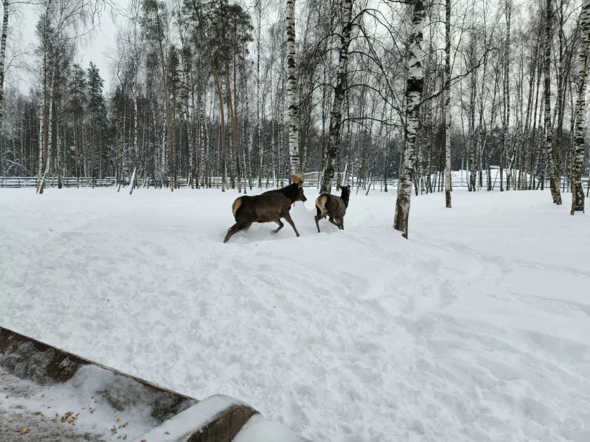 Рекорд автономности с батареей на 10 001 мАч: обзор недорогого realme P4 Power 5G — Качество снимков. 10