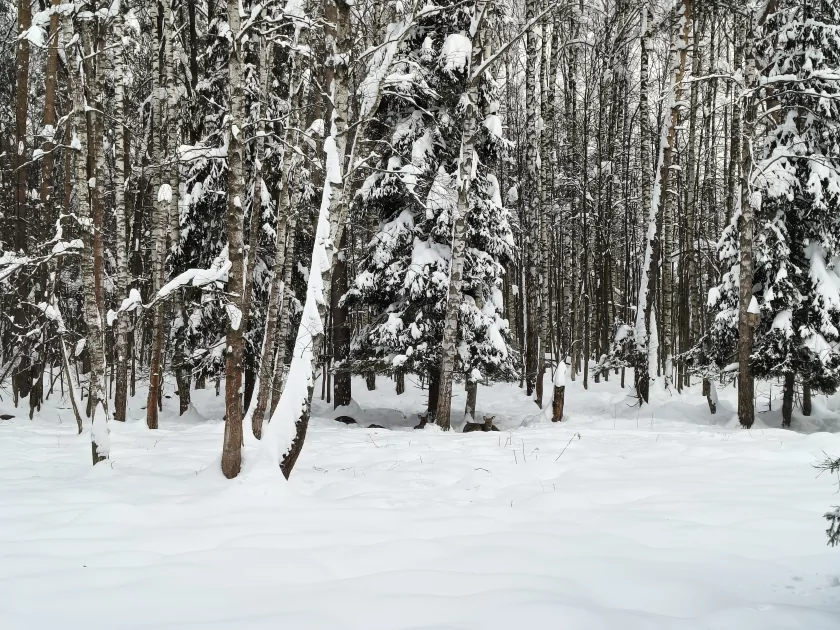 Рекорд автономности с батареей на 10 001 мАч: обзор недорогого realme P4 Power 5G — Качество снимков. 28