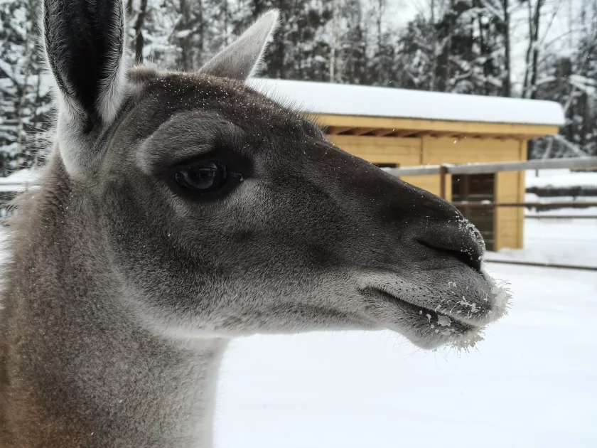 Рекорд автономности с батареей на 10 001 мАч: обзор недорогого realme P4 Power 5G — Качество снимков. 30