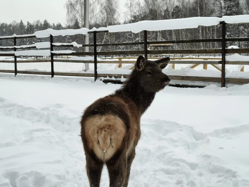 Рекорд автономности с батареей на 10 001 мАч: обзор недорогого realme P4 Power 5G — Качество снимков. 31