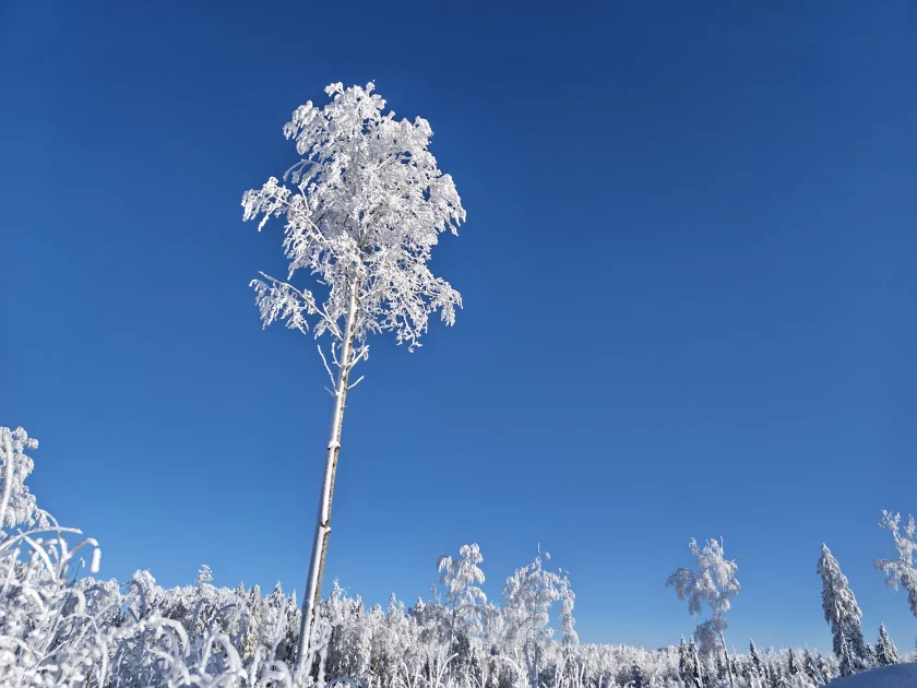 200 Мп, флагманский чип и ёмкая батарея: обзор HONOR Magic8 Pro — Качество снимков. 7
