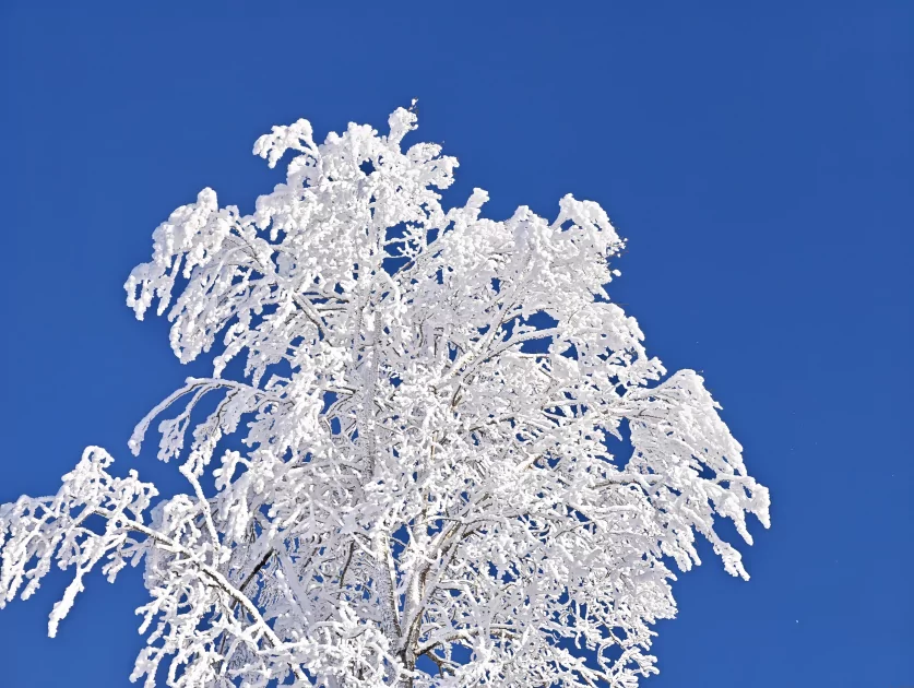 200 Мп, флагманский чип и ёмкая батарея: обзор HONOR Magic8 Pro — Качество снимков. 47