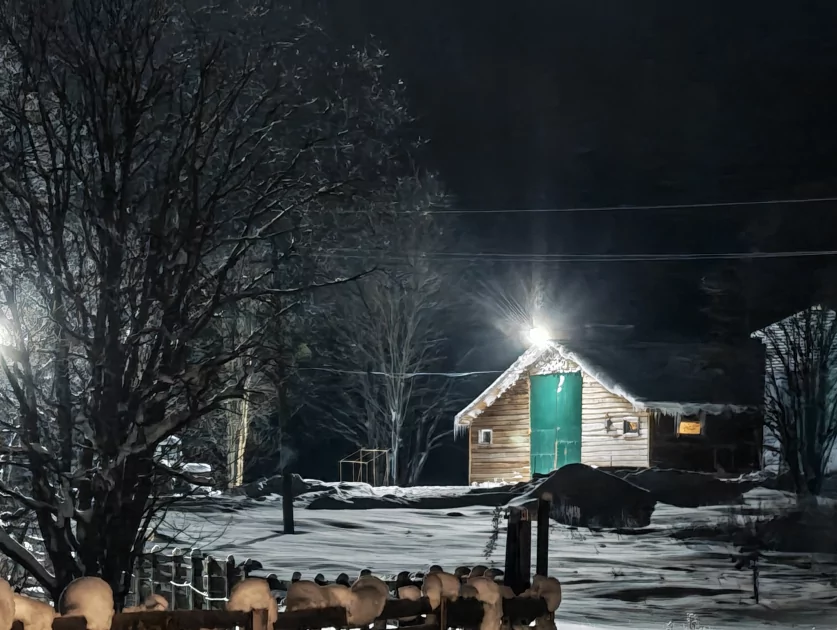 200 Мп, флагманский чип и ёмкая батарея: обзор HONOR Magic8 Pro — Качество снимков. 55