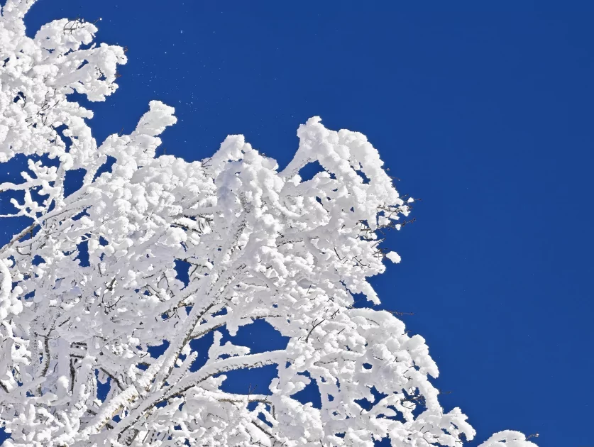 200 Мп, флагманский чип и ёмкая батарея: обзор HONOR Magic8 Pro — Качество снимков. 58