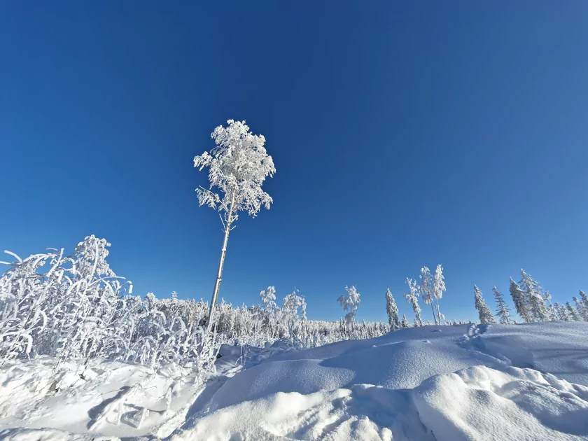 200 Мп, флагманский чип и ёмкая батарея: обзор HONOR Magic8 Pro — Качество снимков. 69