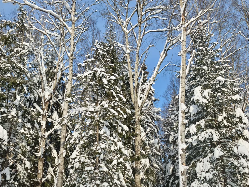 200 Мп, флагманский чип и ёмкая батарея: обзор HONOR Magic8 Pro — Качество снимков. 9