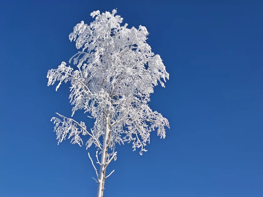 200 Мп, флагманский чип и ёмкая батарея: обзор HONOR Magic8 Pro — Качество снимков. 17