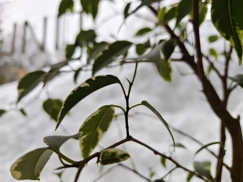 Флагманам пора на пенсию? Обзор iQOO 15R — небольшого и мощного смартфона с огромной батареей — Камеры. 11