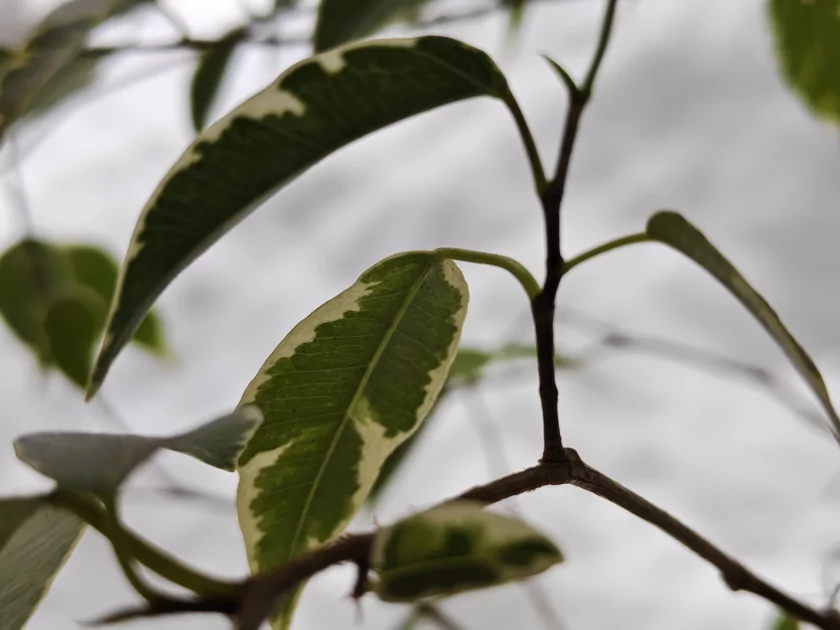 Флагманам пора на пенсию? Обзор iQOO 15R — небольшого и мощного смартфона с огромной батареей — Камеры. 24