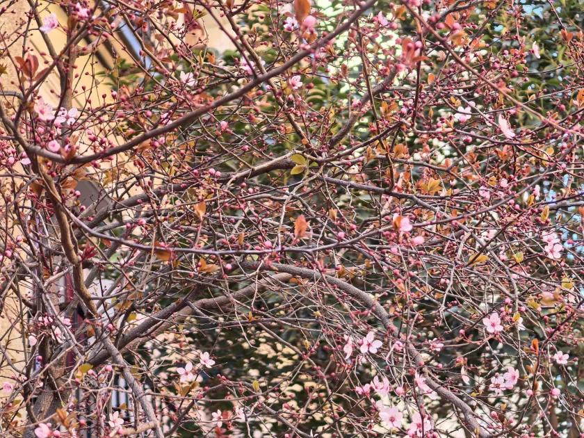 Стильный камерафон, который не боится дождя и падений: обзор HUAWEI Mate 80 Pro