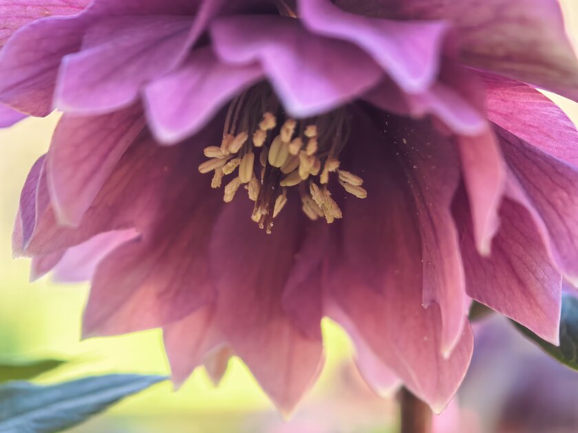 Стильный камерафон, который не боится дождя и падений: обзор HUAWEI Mate 80 Pro