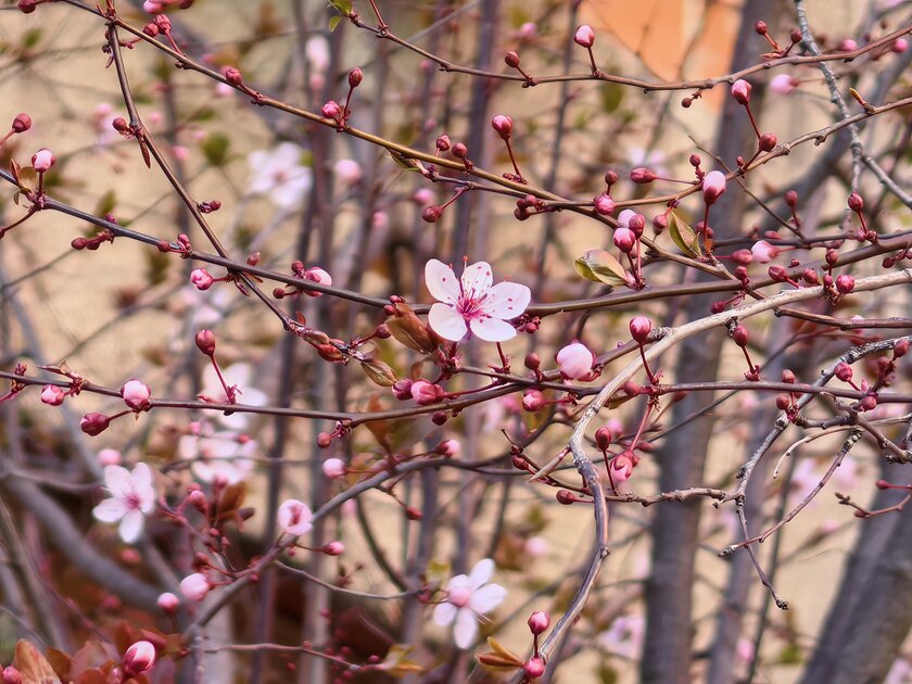 Стильный камерафон, который не боится дождя и падений: обзор HUAWEI Mate 80 Pro