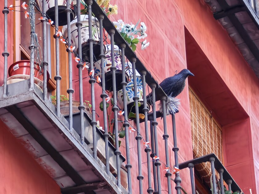 Стильный камерафон, который не боится дождя и падений: обзор HUAWEI Mate 80 Pro